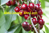 Prunus av. 'Büttners Rt. Knorpelk' (Süßkirsche 'Büttners Rt. Knorpelkirsch'5. KW)