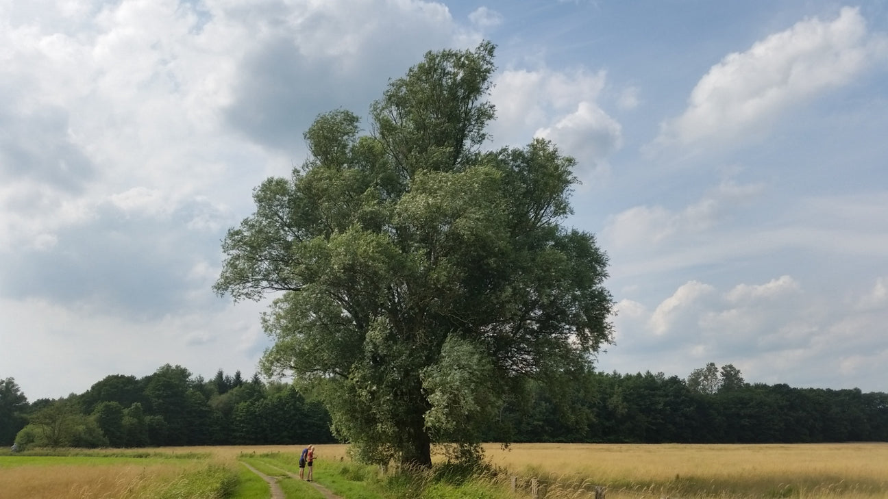 Weide (Salix) in freier Landschaft