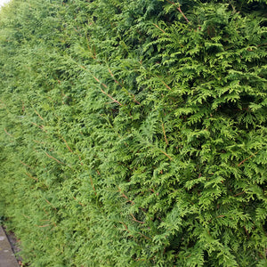 Lebensbaum (Thuja)