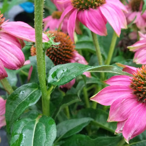 Sommerblüher