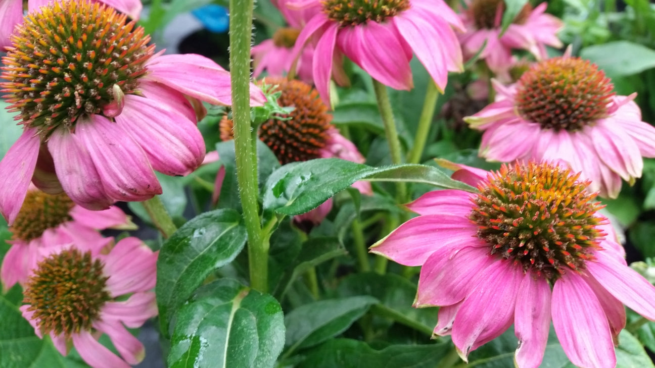 Sonnenhut Staude in Blüte