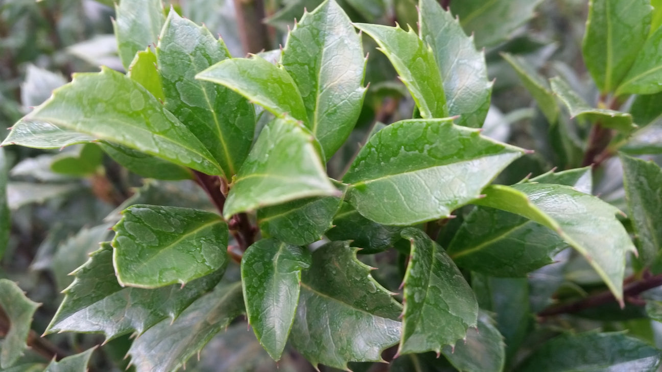 Laub von Ilex (Stechpalme)