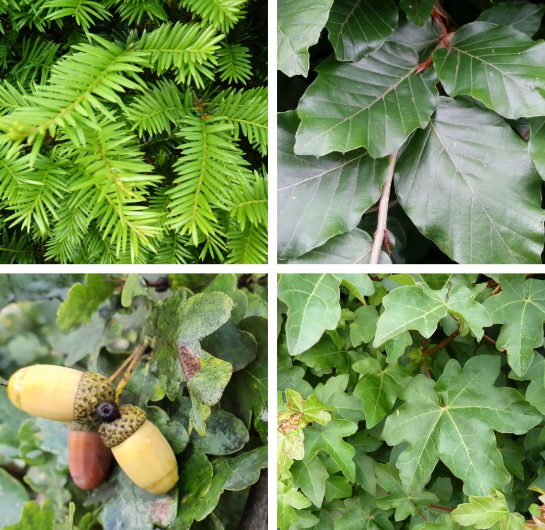 Baum des Jahres - Beispiele