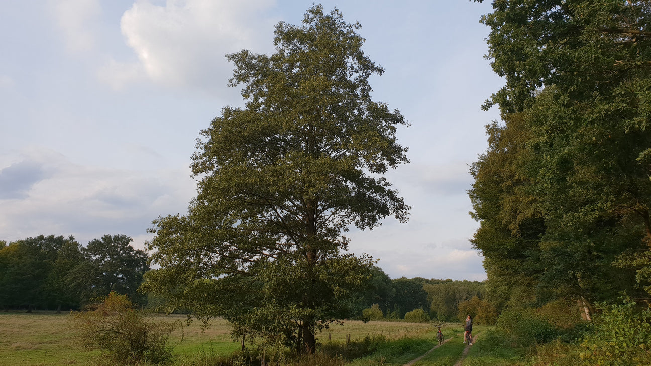 Alnus (Erle) in Landschaft