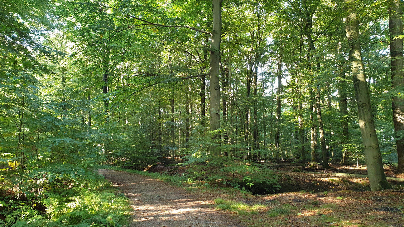 Bäume im Wald