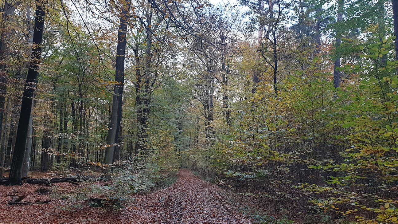 Forst / Wald