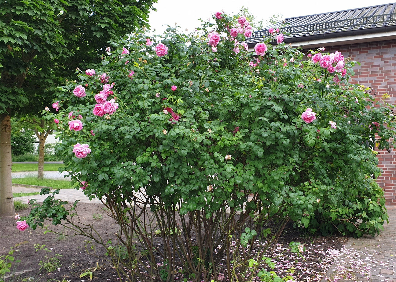 Strauchrose