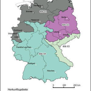 806 Hainbuche-Weißbuche