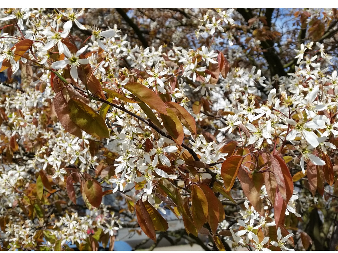 Weiß blühende Amelanchier (Felsenbirne)