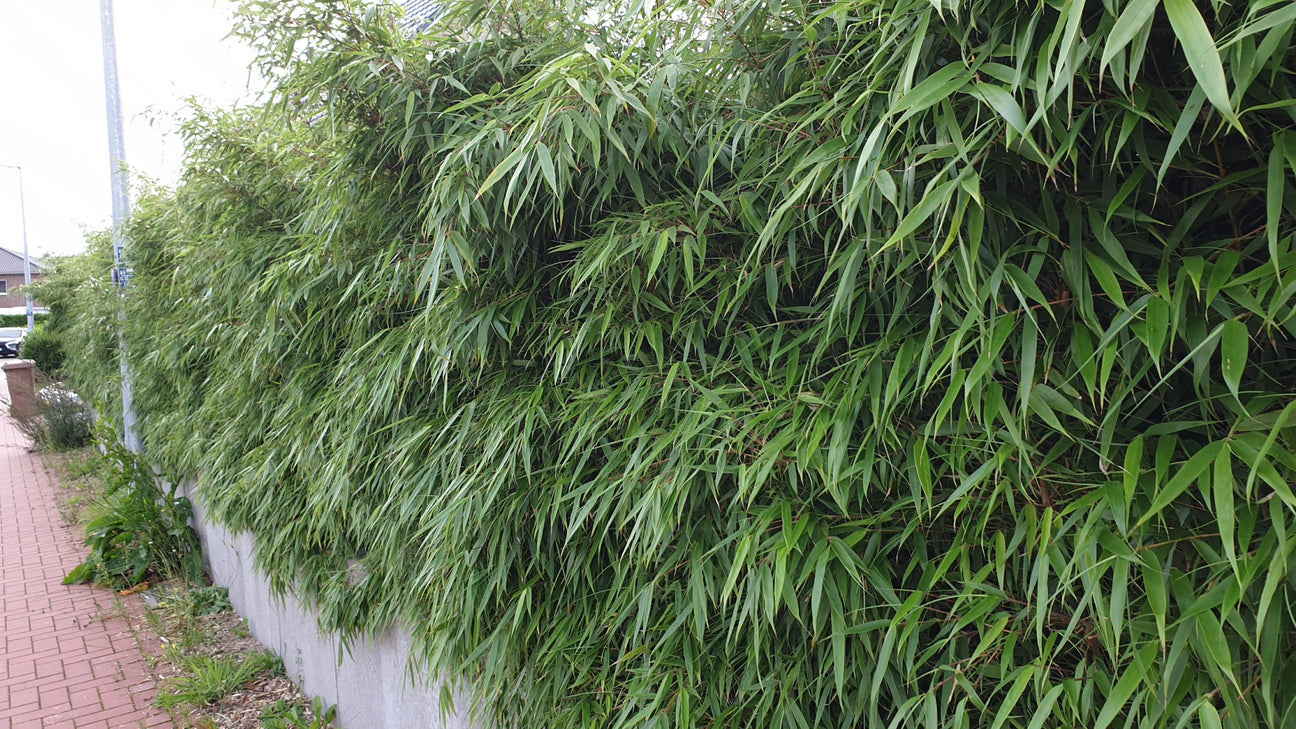 Hecke aus Bambus
