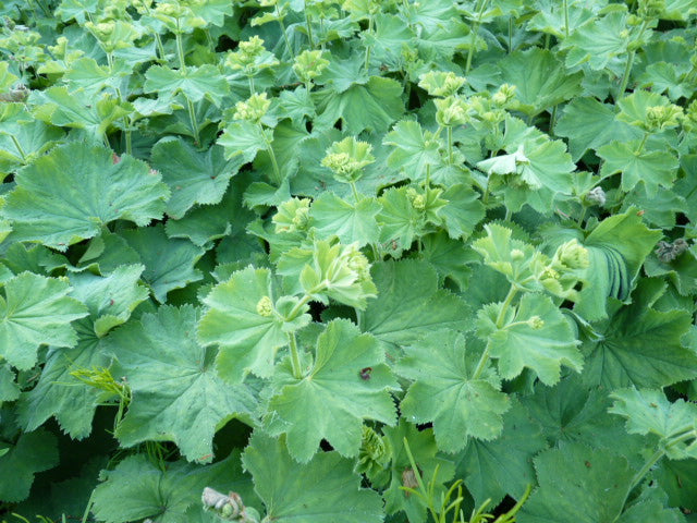 Laub der Alchemilla Staude 