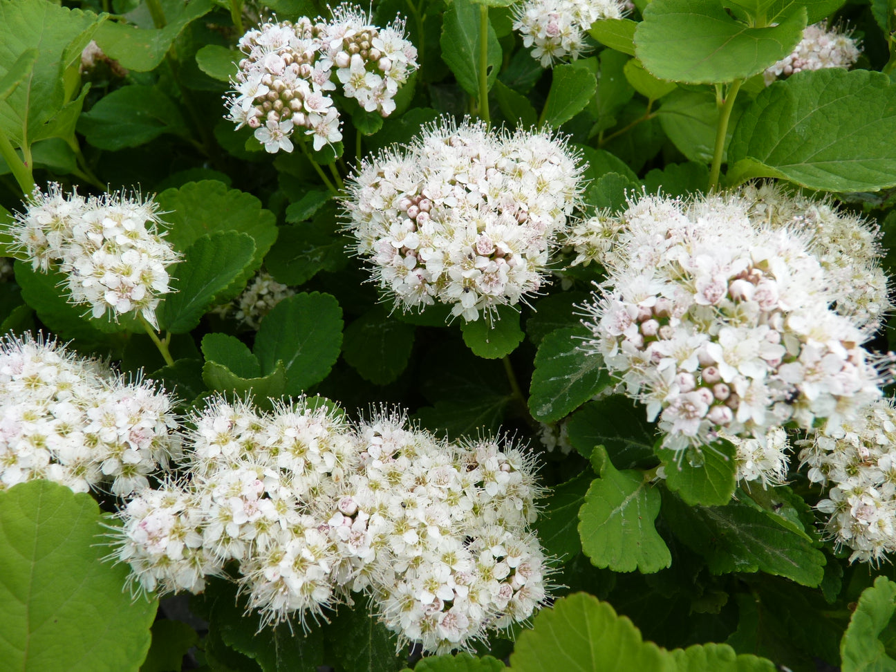 Spiraea (Spierstrauch), weiß blühend