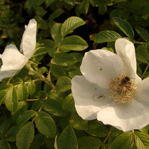 Wildrose