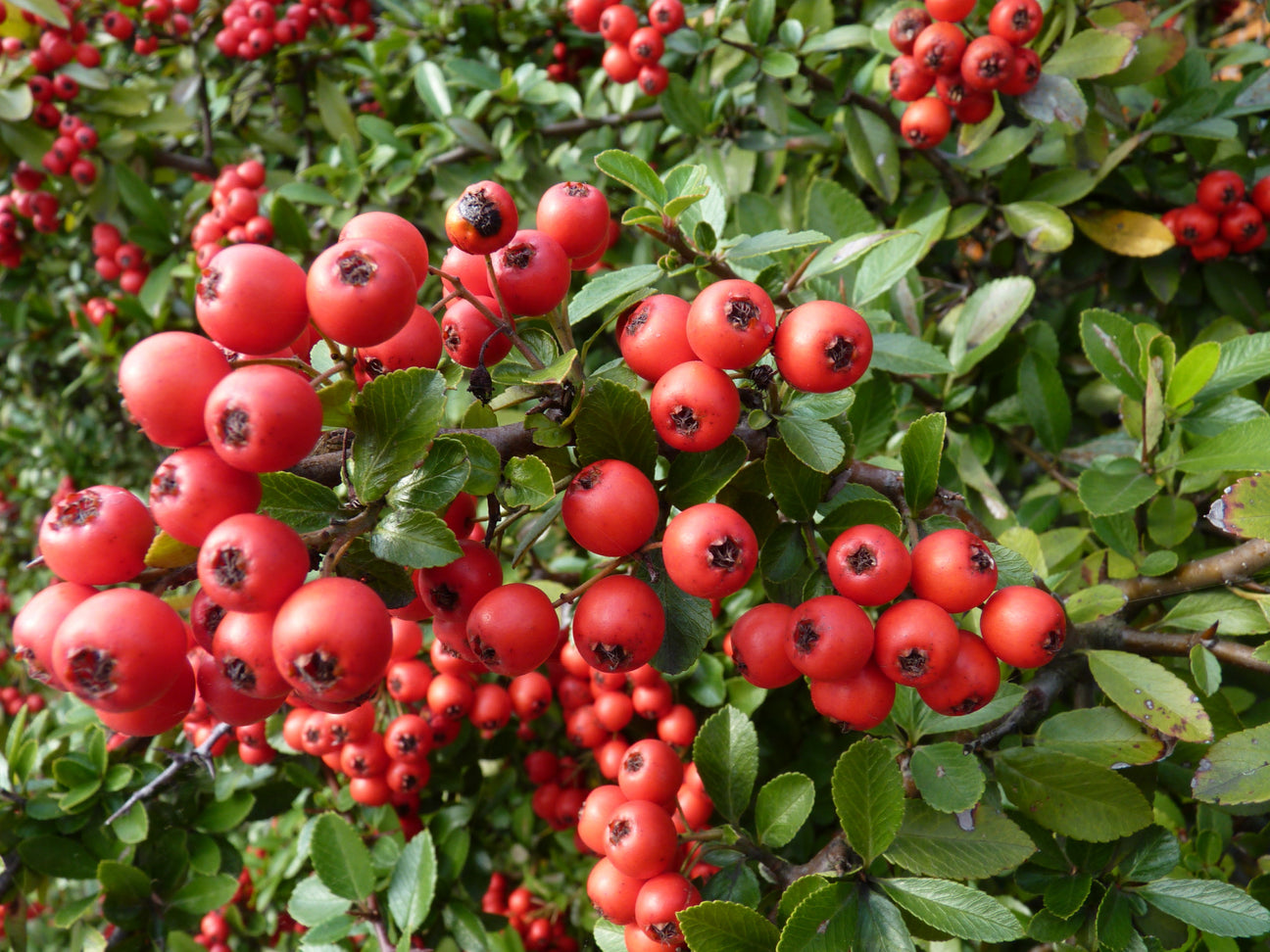 Rote Früchte von Feuerdorn