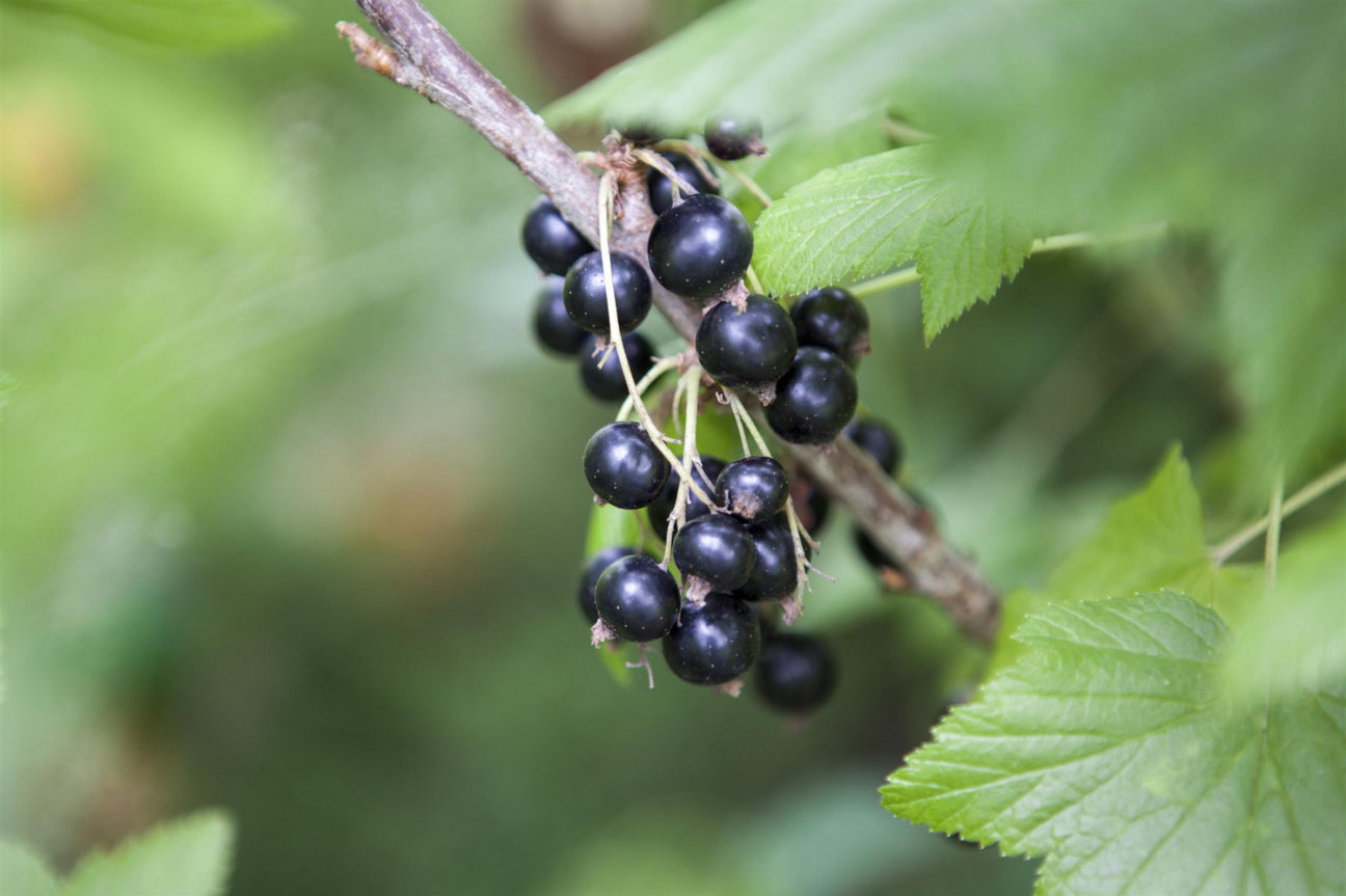 Obst-Johannisbeere