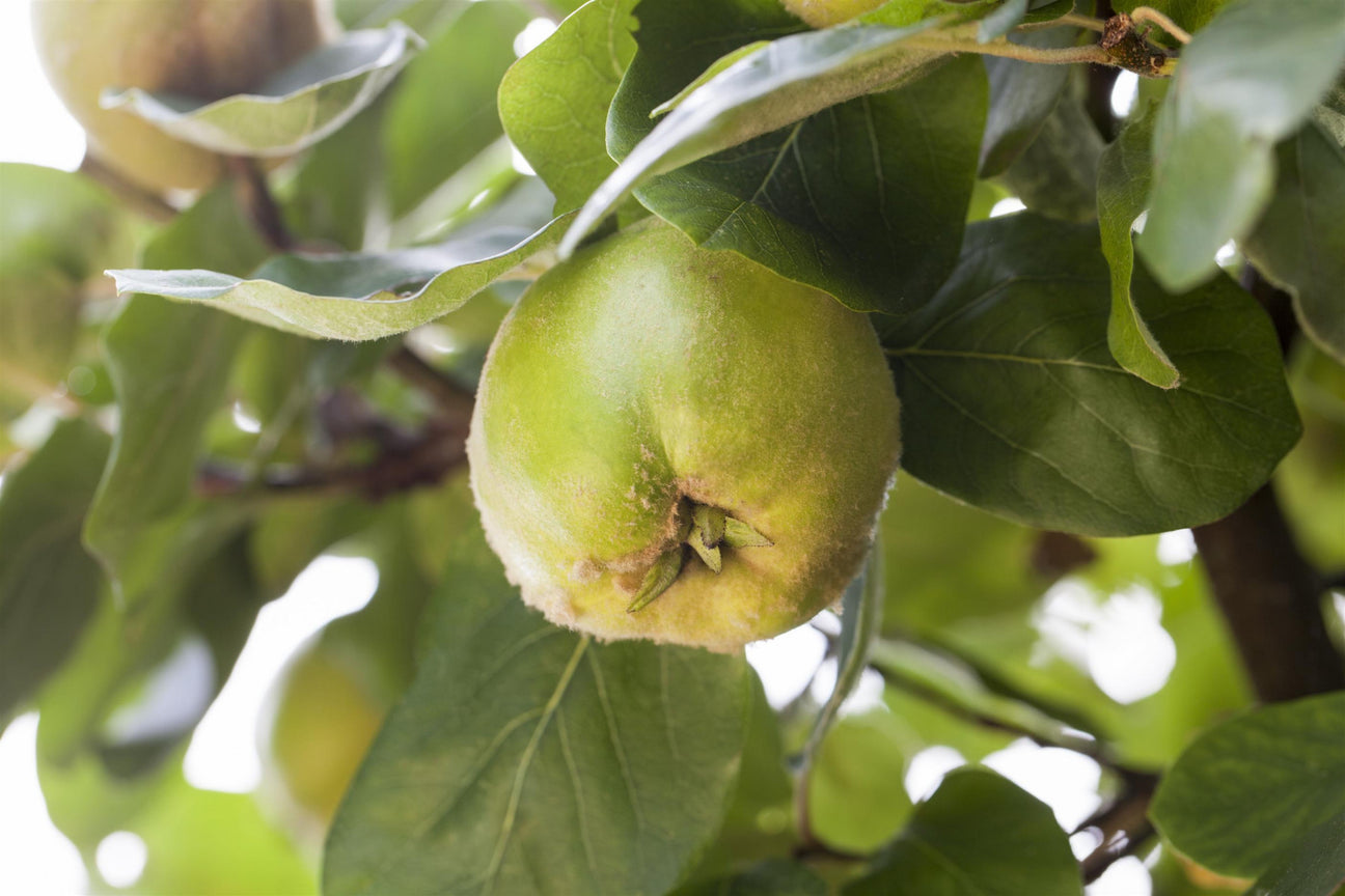 Quittenfrucht
