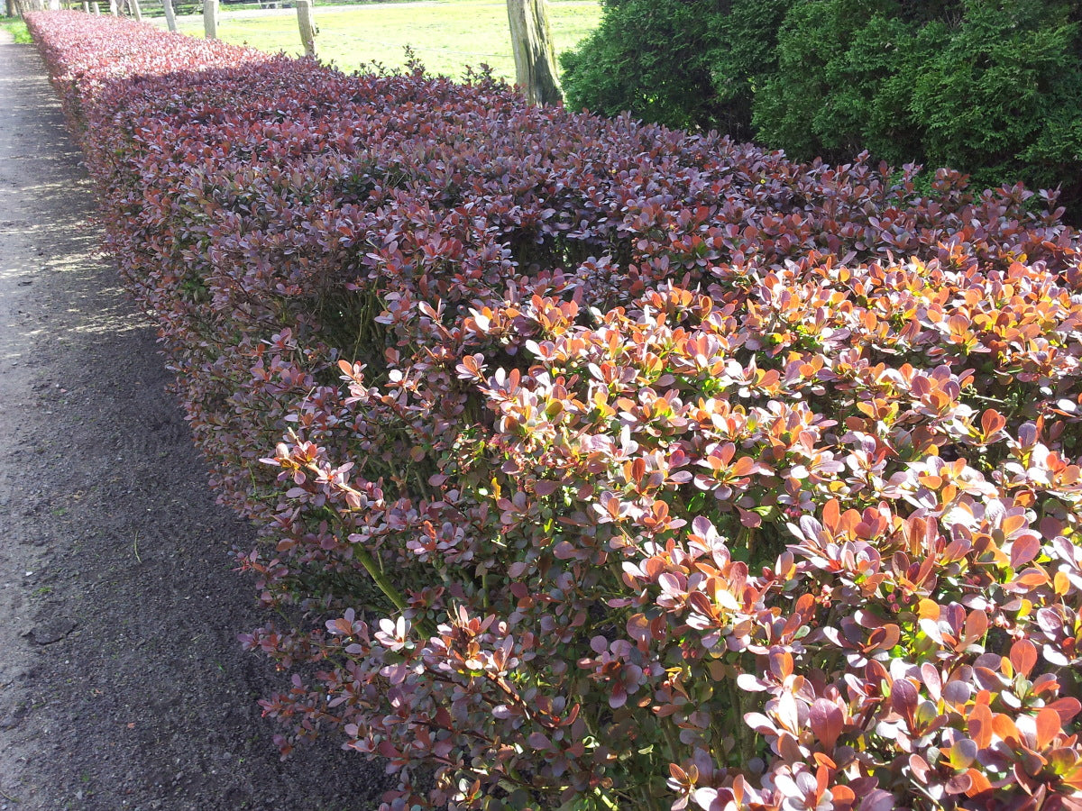 Hecke aus Berberis (Berberitze)