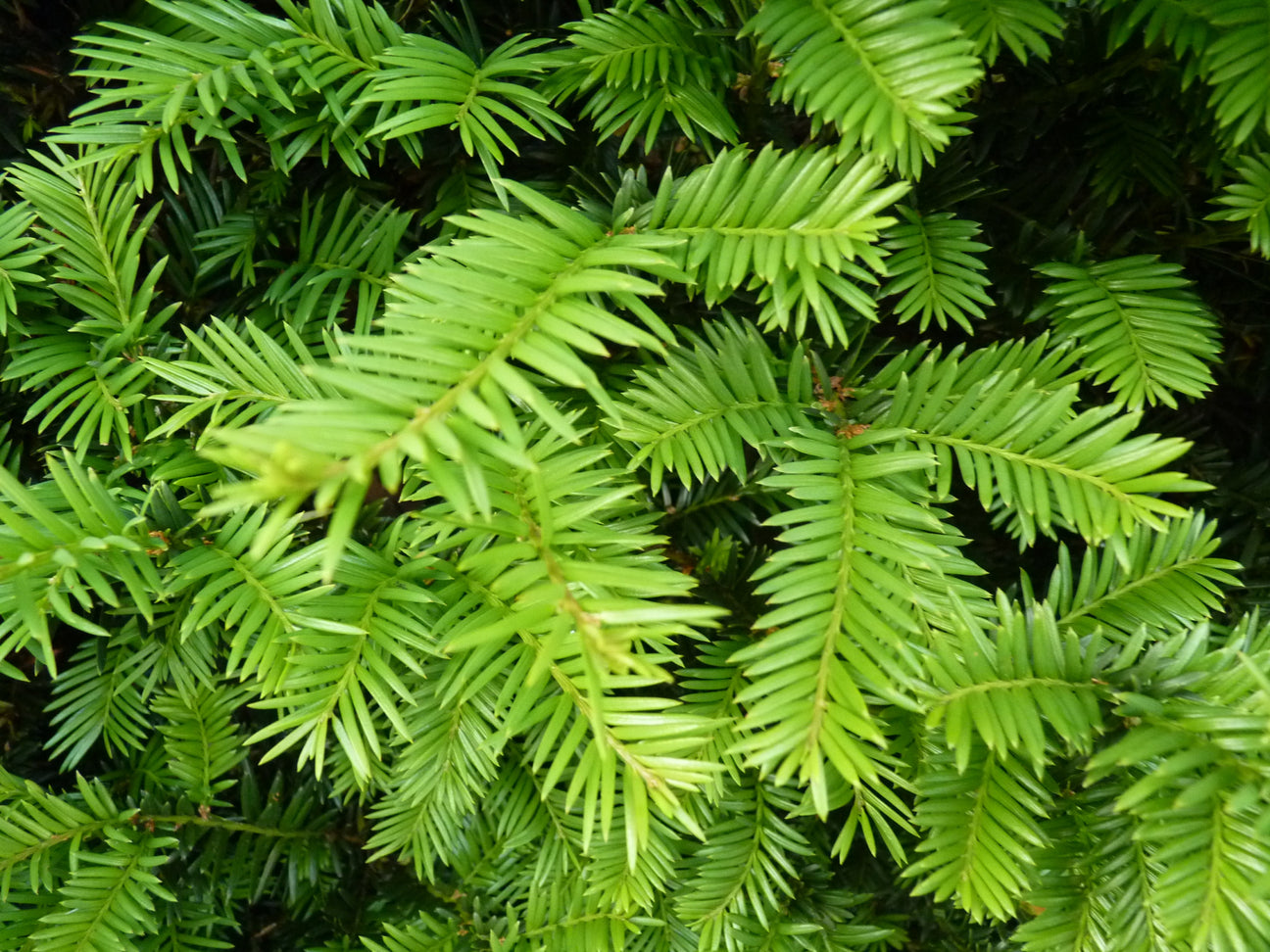 Beispielbild für Eibenlaub