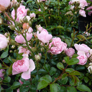 Bodendeckerrose (BDR)