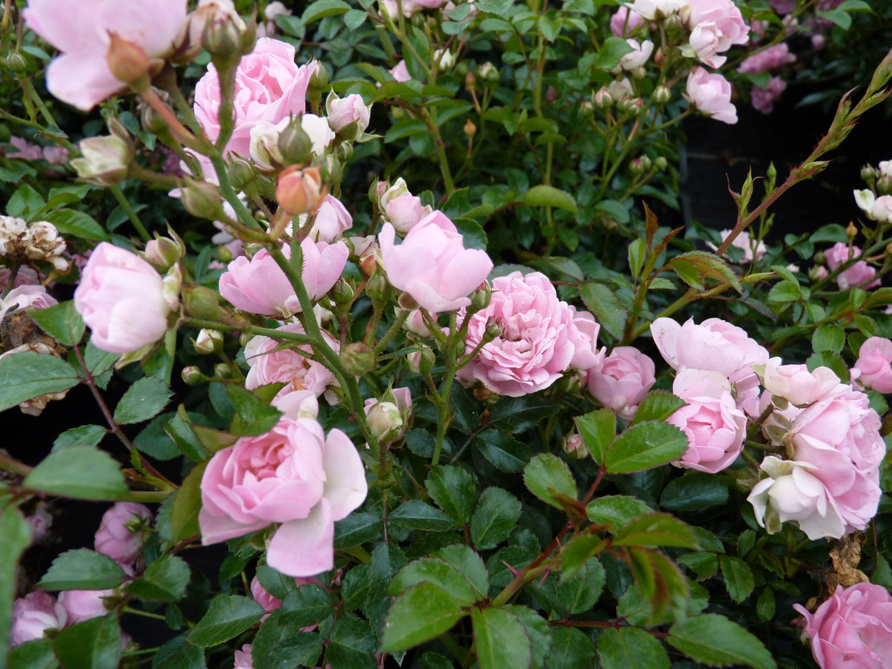 Rosen-Bodendeckerrose (BDR, rosa blühend