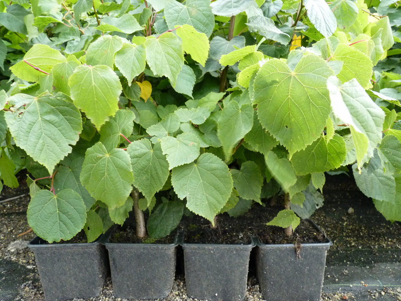 Junge Linden im Beet