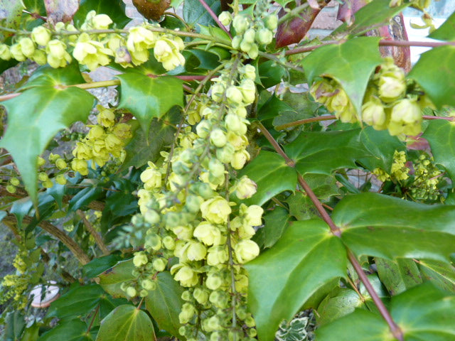 Blüte von Mahonia (Mahonie)