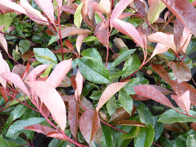 Laub - Hecken aus Photinia