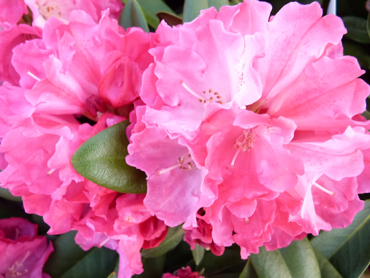 Pionk rosa Blüte von Rhododendron yakushimanum