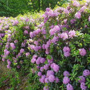 Rhododendron