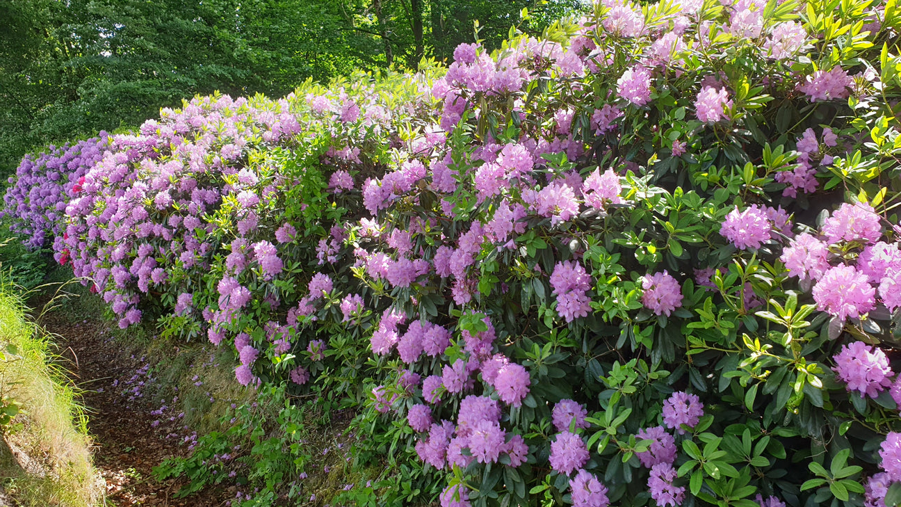 Hecke aus Rhododendron
