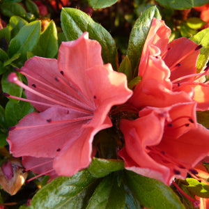 Azalea