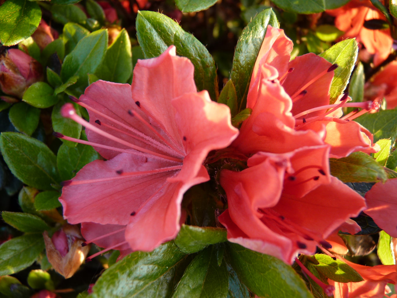 Azaleen mit roter Blüte