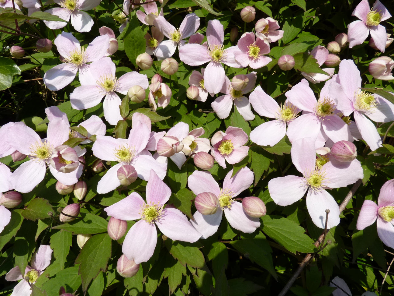 Clematis (Waldrebe)