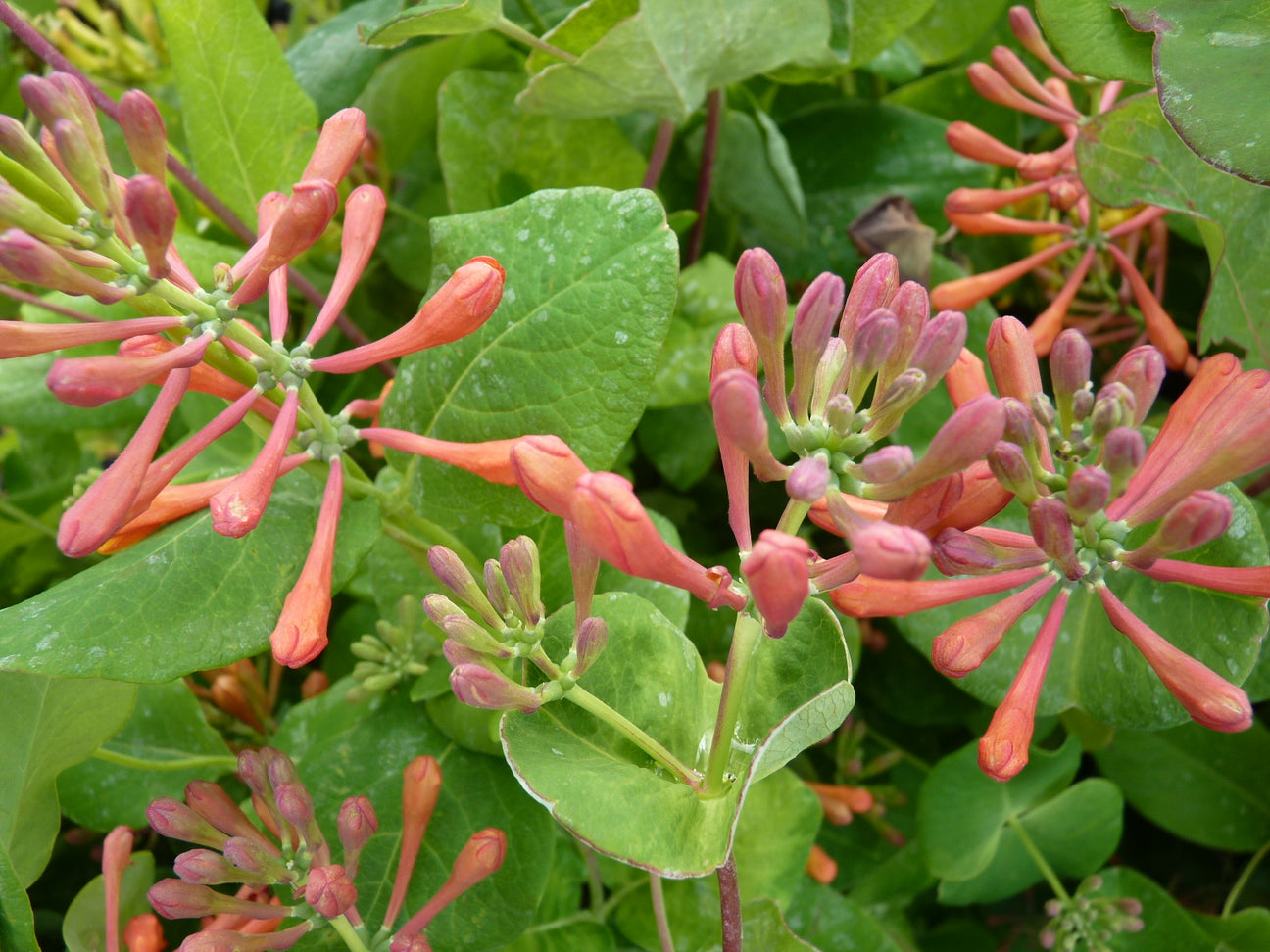 Blüte von Lonicera/Geißblatt