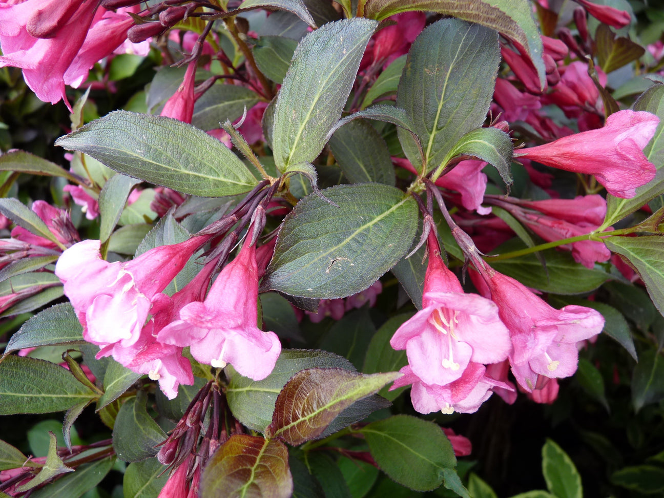 Blüte von Weigela (Weigelie)