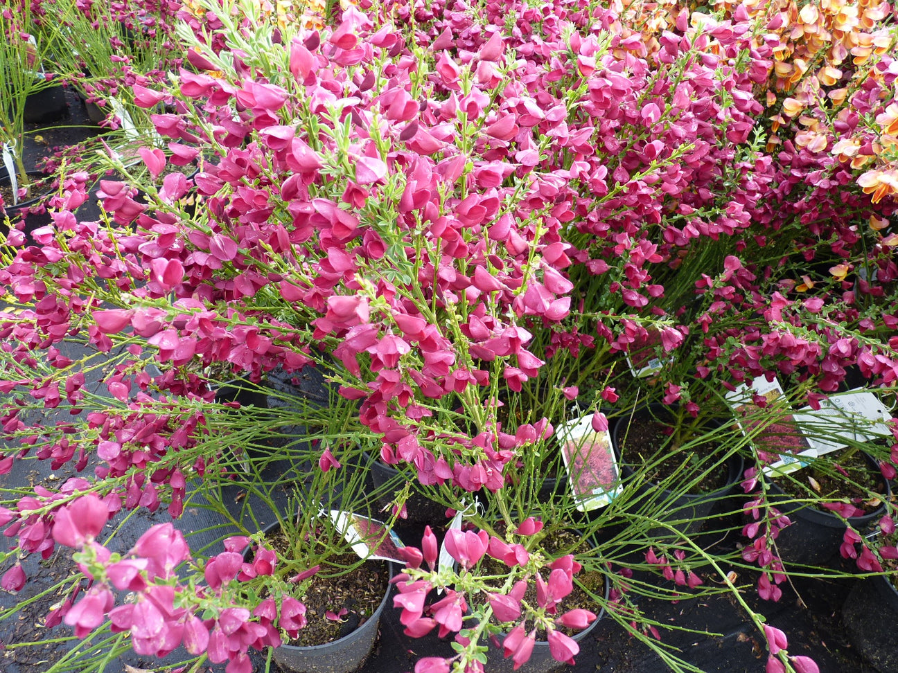 rot-pink blühender Besenginster, Geißklee