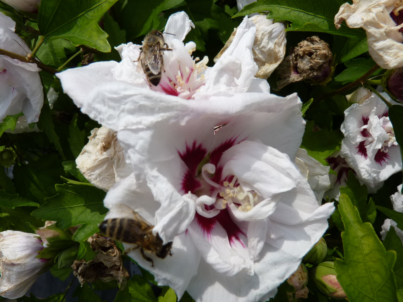 Hibiscus (Hibiskus) - Blüte