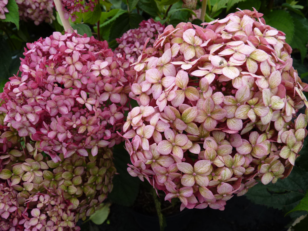 Rosa blühende Hydrangea (Hortensie)