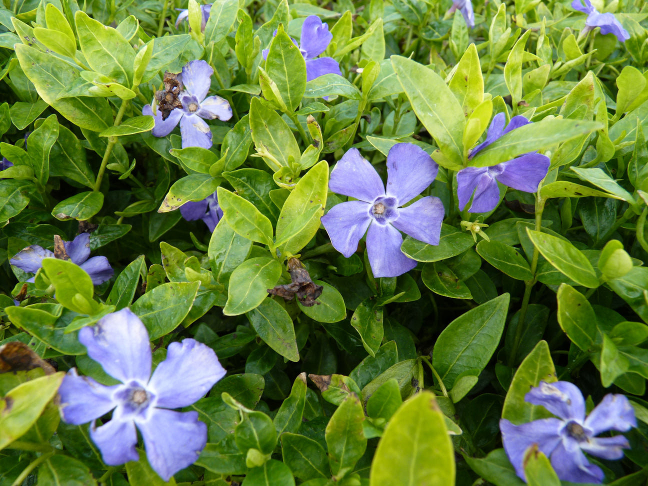 Flächenbegrünung - Vinca minor in Blüte 