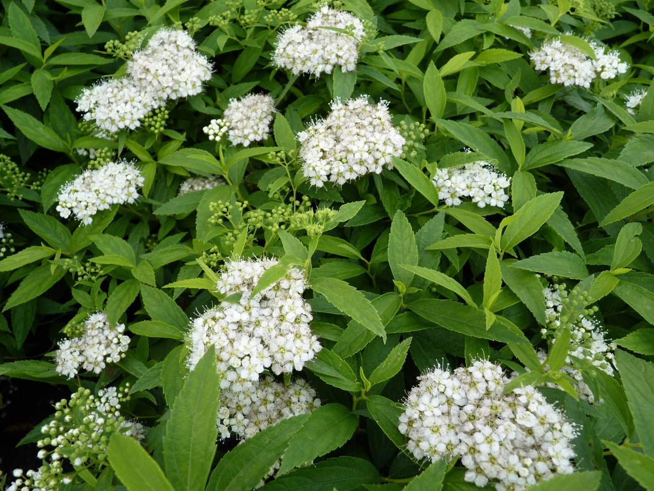 Weiß blühendes Ziergehölz (Spiere)