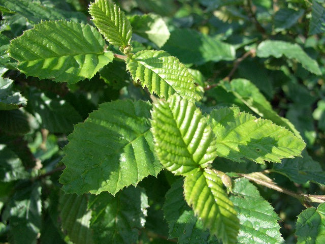 Laub Carpinus (Hainbuche)