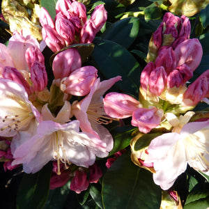 Rhododendron