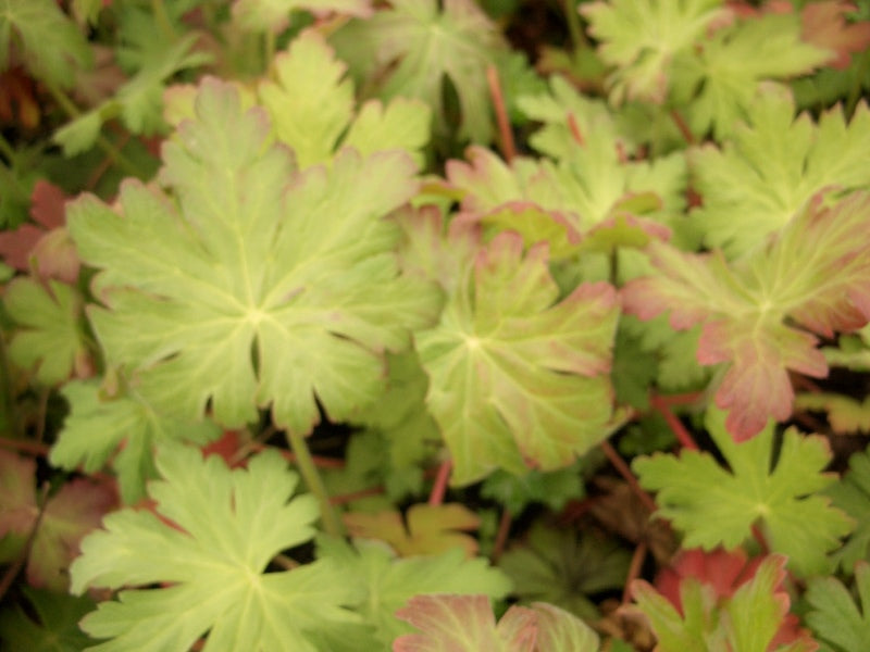 Laub vom Storchschnabel (Geranium)