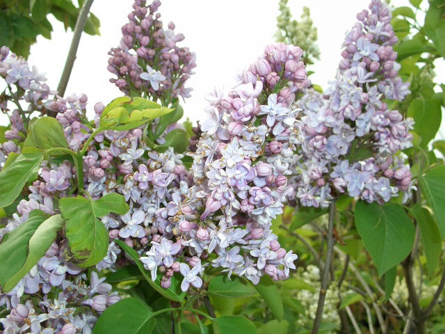 Blüte von Syringa (Flieder)