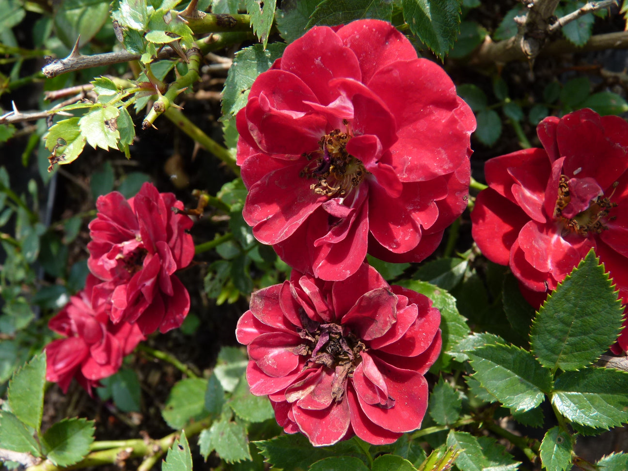 Rosen-Beetrose (BT) mit roter Blüte