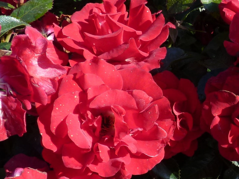 Rote Blüte einer Rose