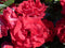 Rosen