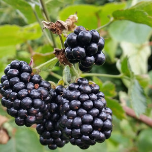 Brombeere