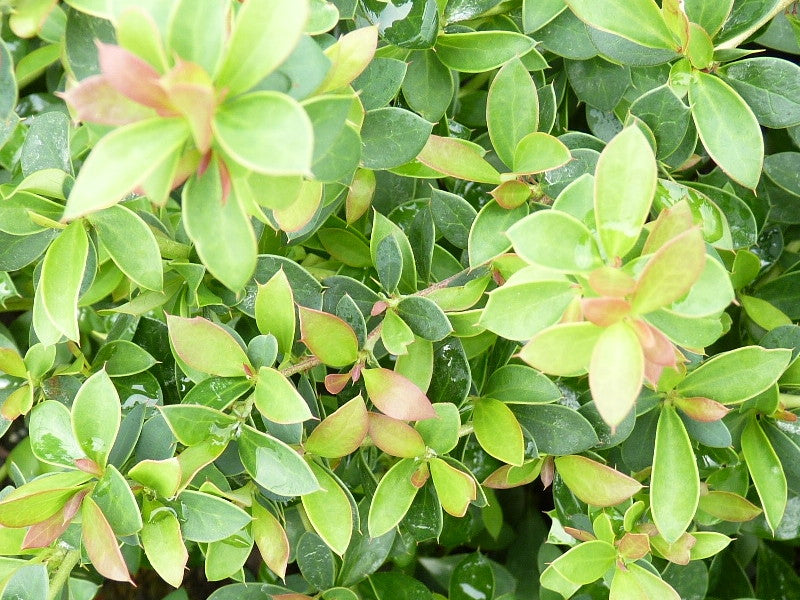 Laub von Berberis (Berberitze)