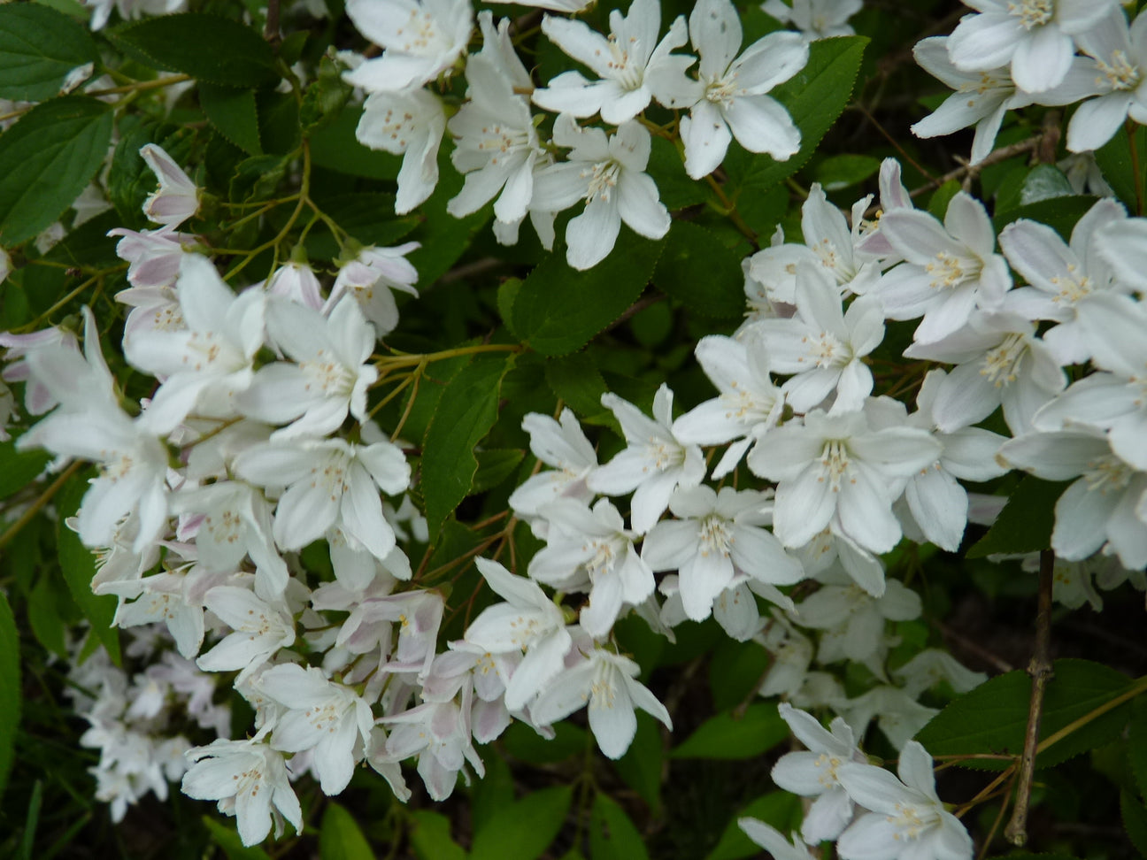 Weiße Blüte von Deutzia (Deutzie)
